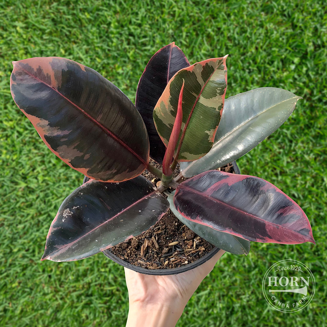 Ficus Ruby Houseplant Pre-Potted Plant