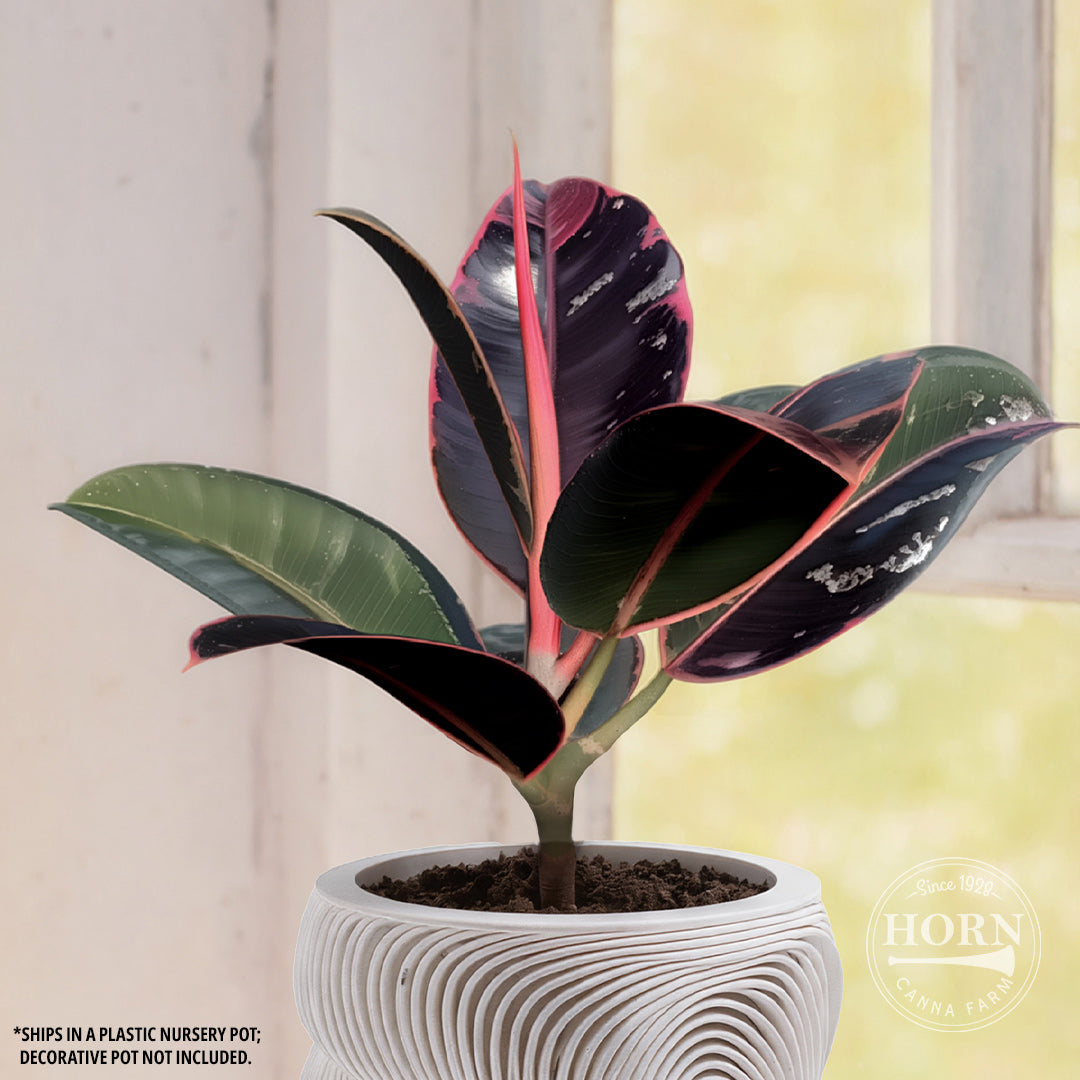 Ficus Ruby Houseplant Pre-Potted Plant