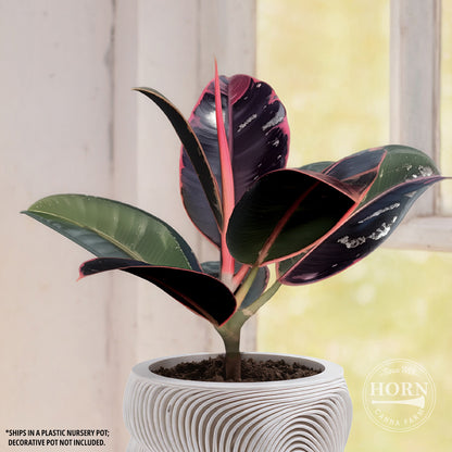 Ficus Ruby Houseplant Pre-Potted Plant