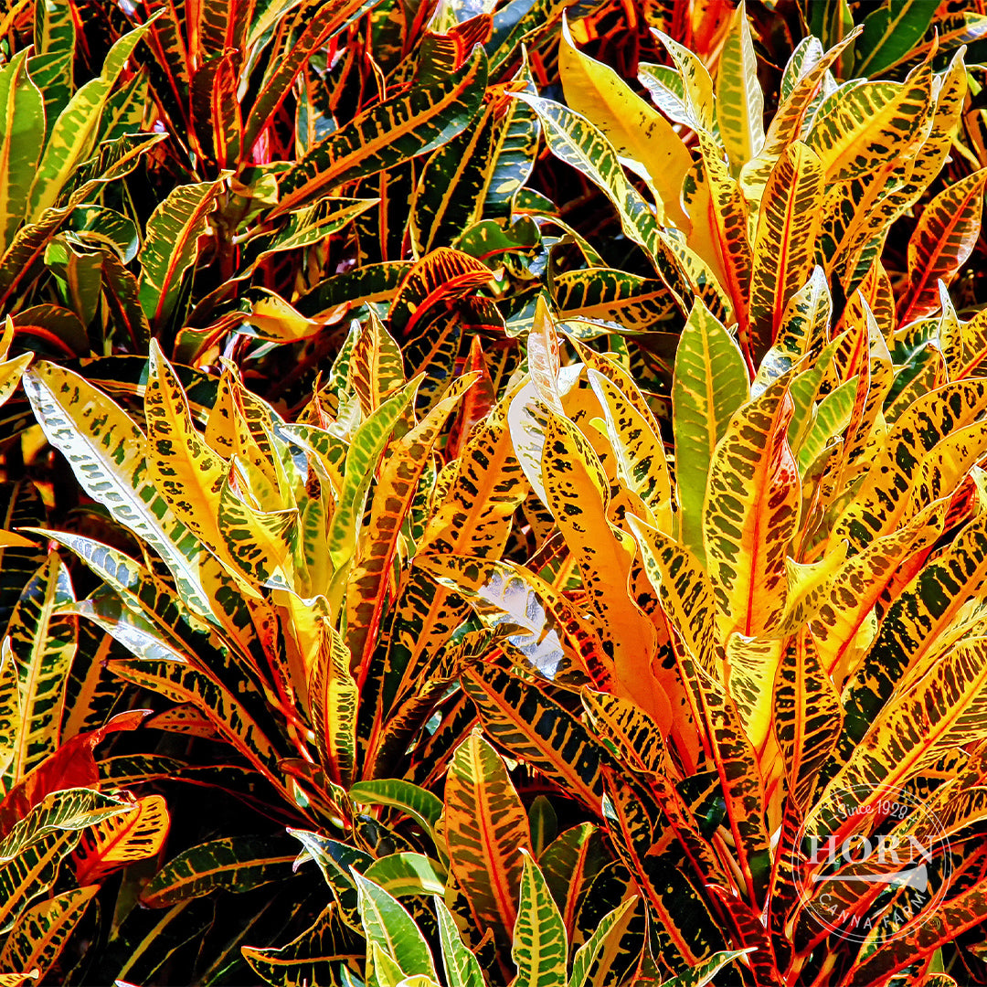 Croton Mammey Houseplant Pre-Potted Plant