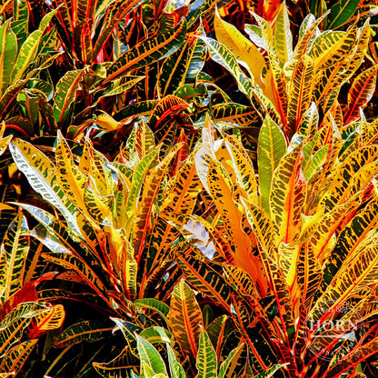 Croton Mammey Houseplant Pre-Potted Plant