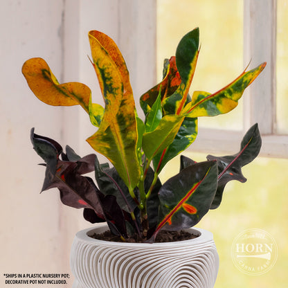 Croton Mammey Houseplant Pre-Potted Plant