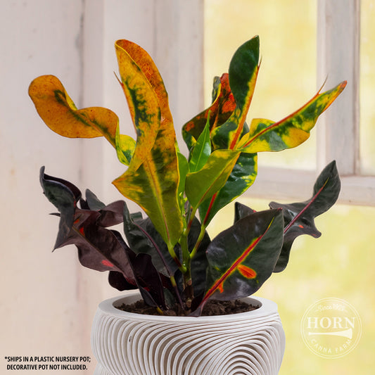Croton Mammey Houseplant Pre-Potted Plant