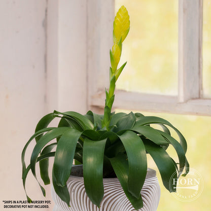 Bromeliad Vriesea Espada Houseplant Pre-Potted Plant