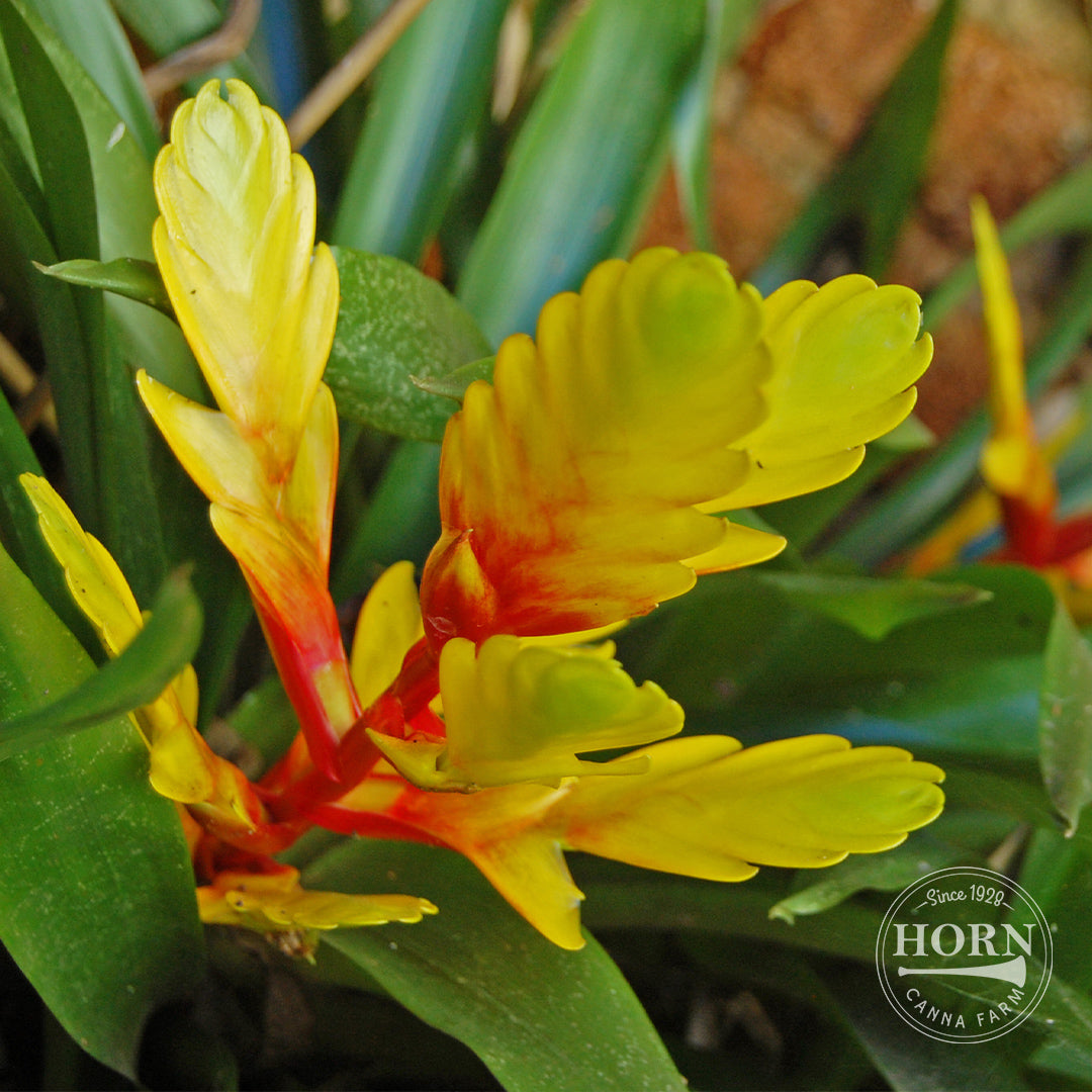 Bromeliad Vriesea Espada Houseplant Pre-Potted Plant