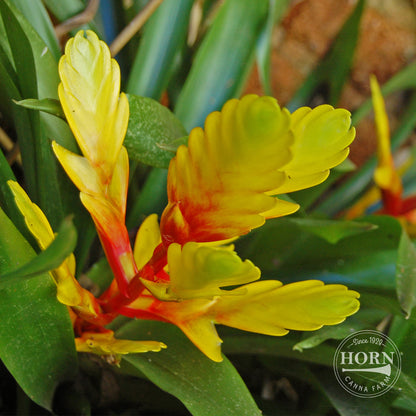 Bromeliad Vriesea Espada Houseplant Pre-Potted Plant