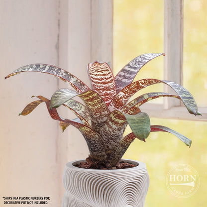 Bromeliad Vriesea Red Chestnut Houseplant Pre-Potted Plant