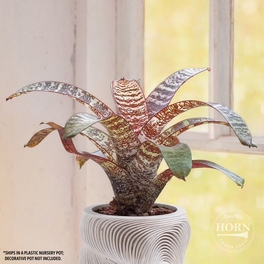Bromeliad Vriesea Red Chestnut Houseplant Pre-Potted Plant
