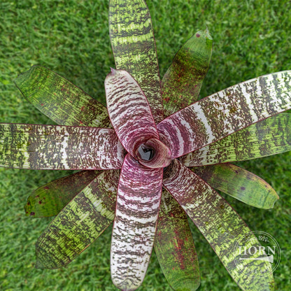 Bromeliad Vriesea Red Chestnut Houseplant Pre-Potted Plant
