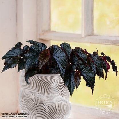 Begonia Black Magic Houseplant Pre-Potted Plant