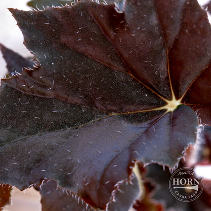 Begonia Black Magic Houseplant Pre-Potted Plant