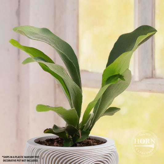 Fern Staghorn Houseplant Pre-Potted Plant