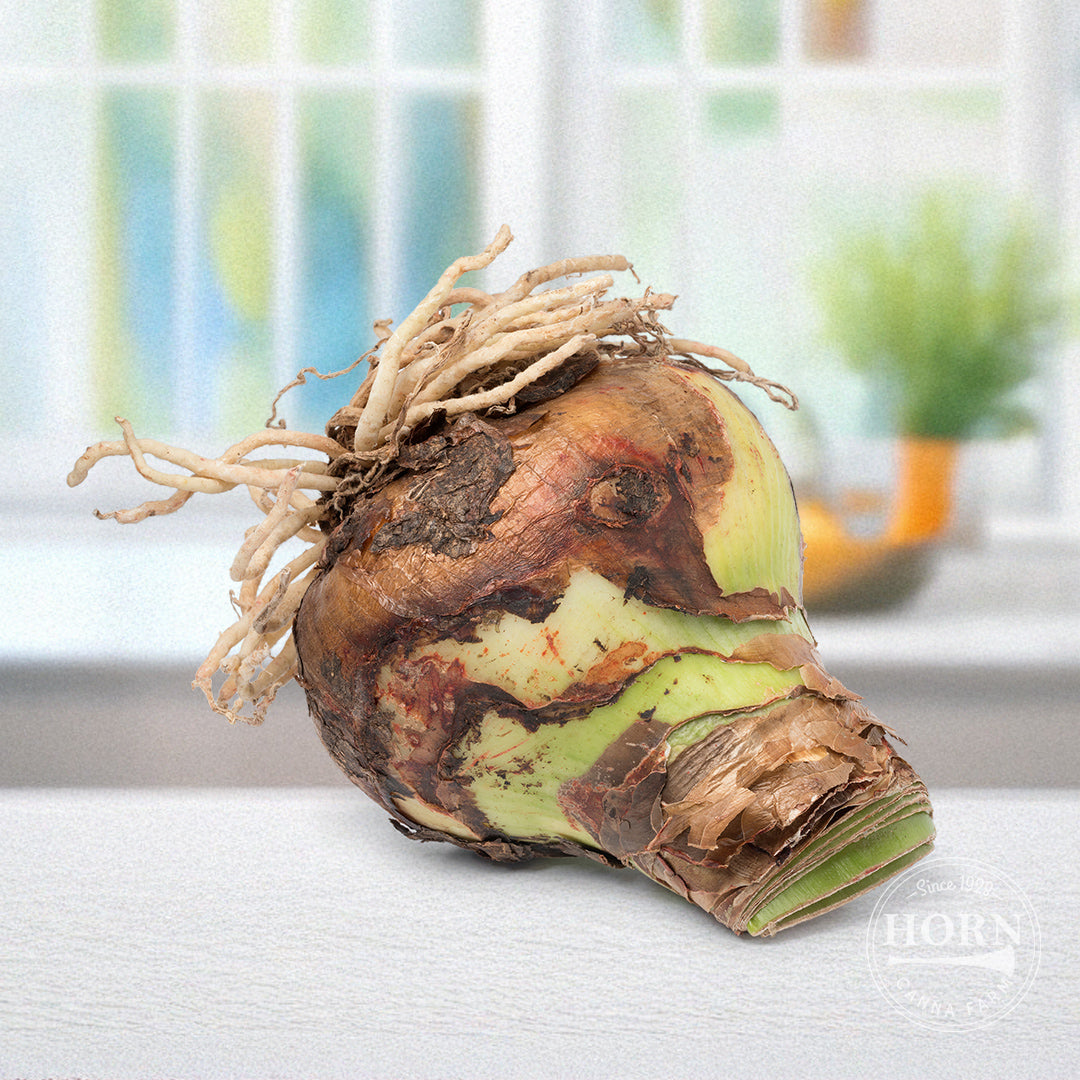 Neon Dwarf Amaryllis Flower Bulbs – Horn Canna Farm