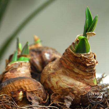 Merenque Spider Amaryllis Flower Bulbs