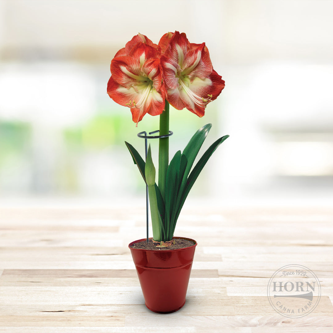 Plant Support Stakes - 1 Pack