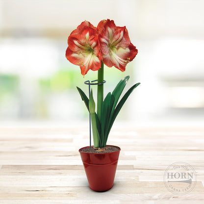 Plant Support Stakes - 1 Pack