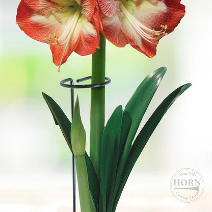 Plant Support Stakes - 1 Pack