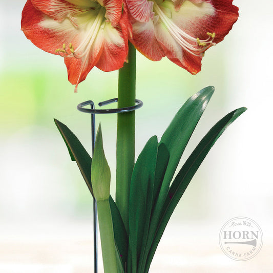 Plant Support Stakes - 1 Pack