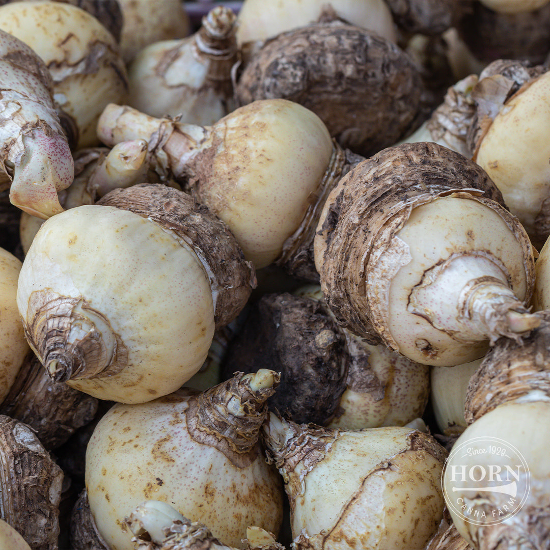 Blood Lily Flower Bulbs