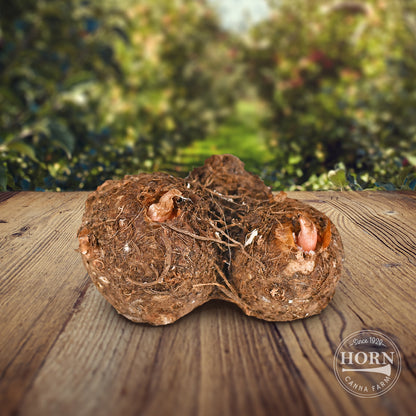 Red Flash Caladium Flower Bulbs