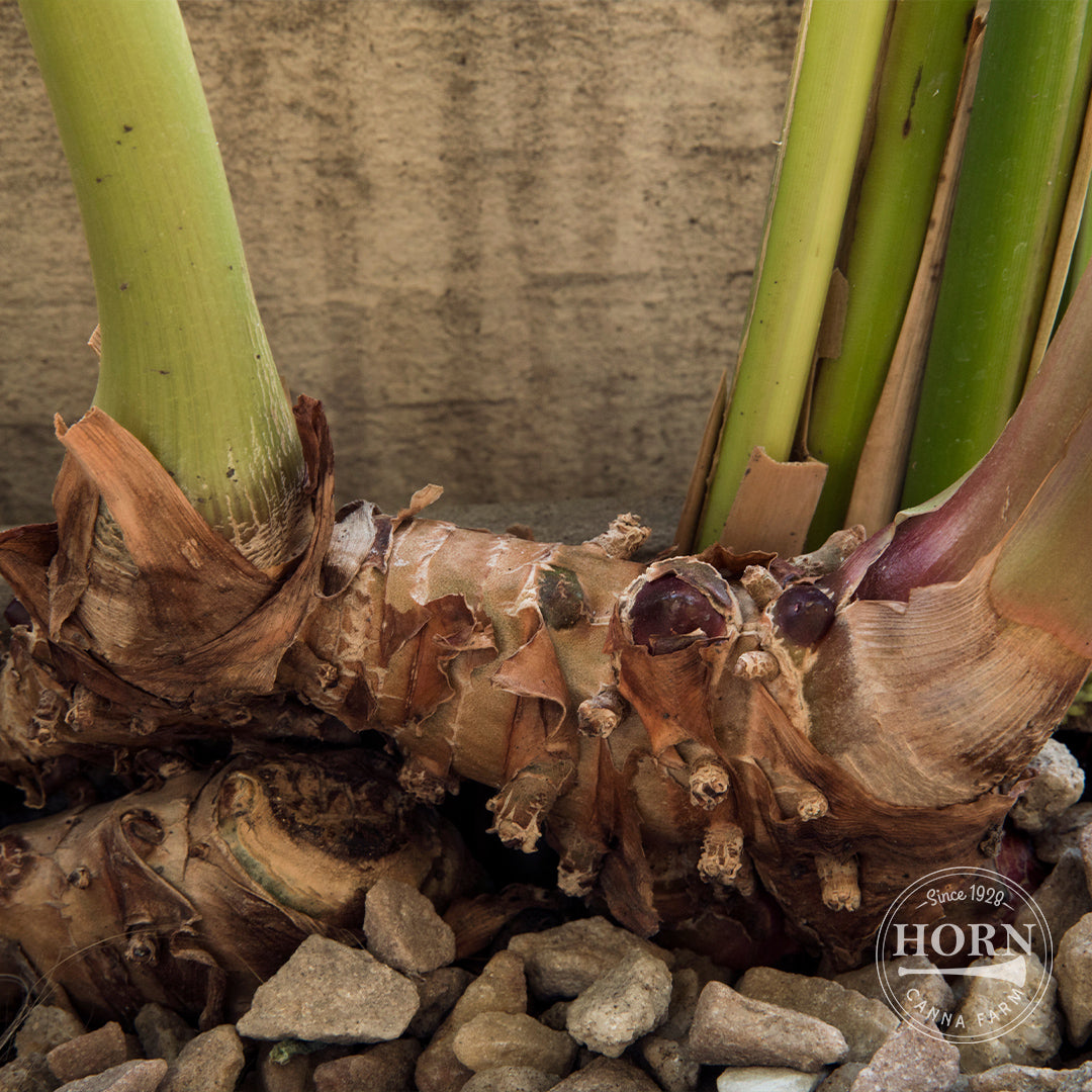 Indian Surprise Curcuma Flower Bulbs