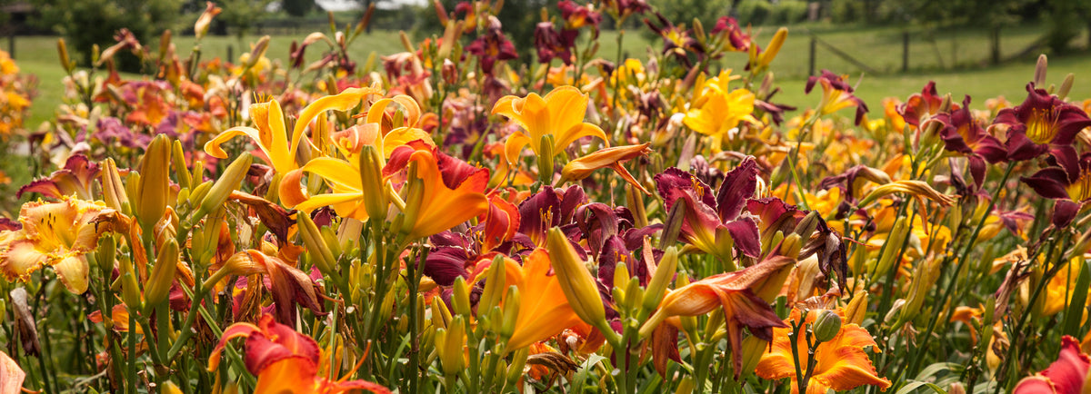 Horn Canna Farm, Inc.