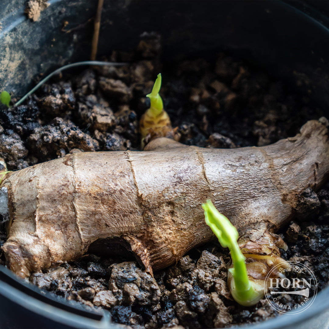 Golden Flowered Ginger Flower Bulbs