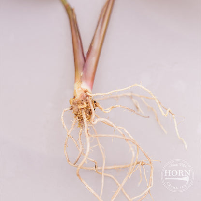 Prayer Plant Flower Bulbs