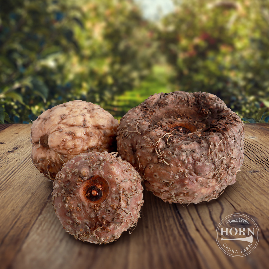 Napalanse Voo Doo Lily Flower Bulbs