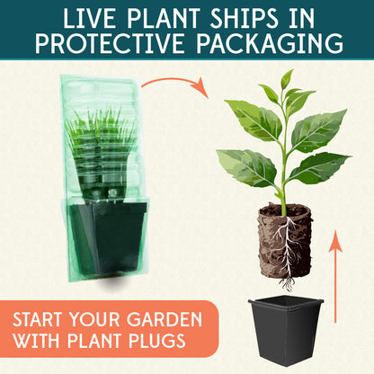 Cannova® Rose Plant