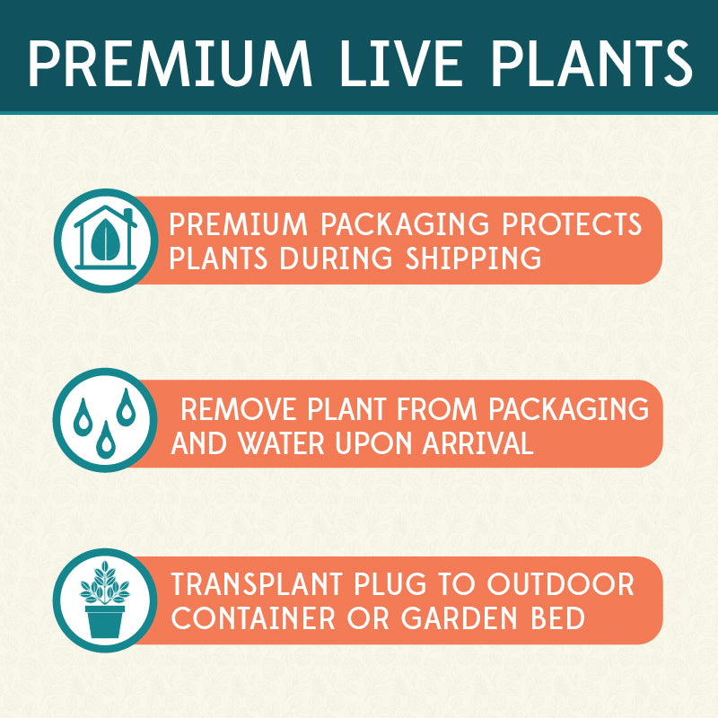 Cannova® Rose Plant