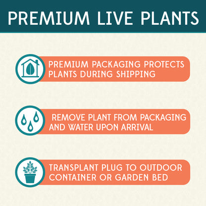 Cannova® Rose Plant