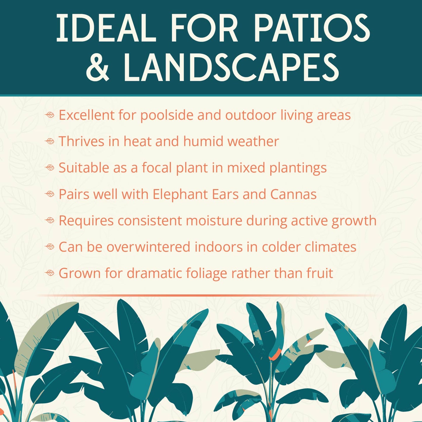 Sikkimensis Bengal Tiger Pre-Potted Banana Plant