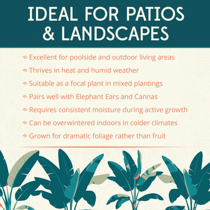 Sikkimensis Bengal Tiger Pre-Potted Banana Plant