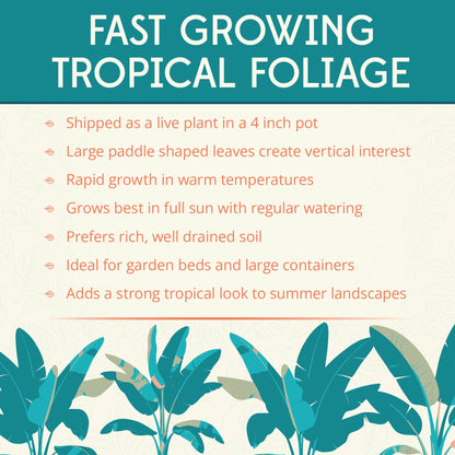 Sikkimensis Bengal Tiger Pre-Potted Banana Plant