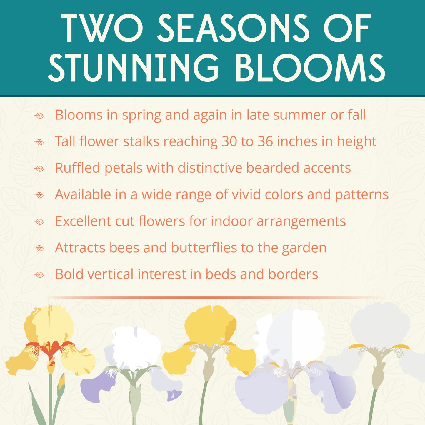 Bearded Iris Mix Reblooming Flower Bulbs (5-Pack)