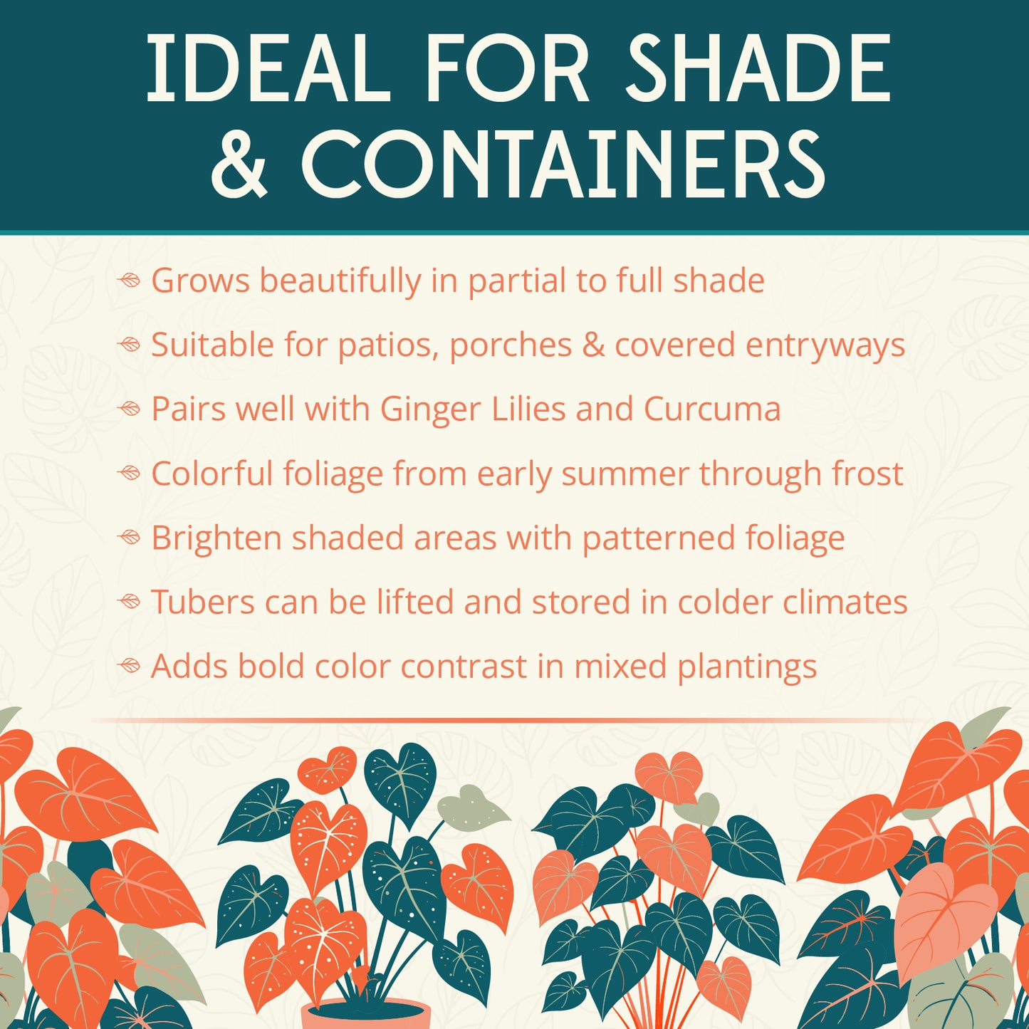 Festiva Caladium Flower Bulbs