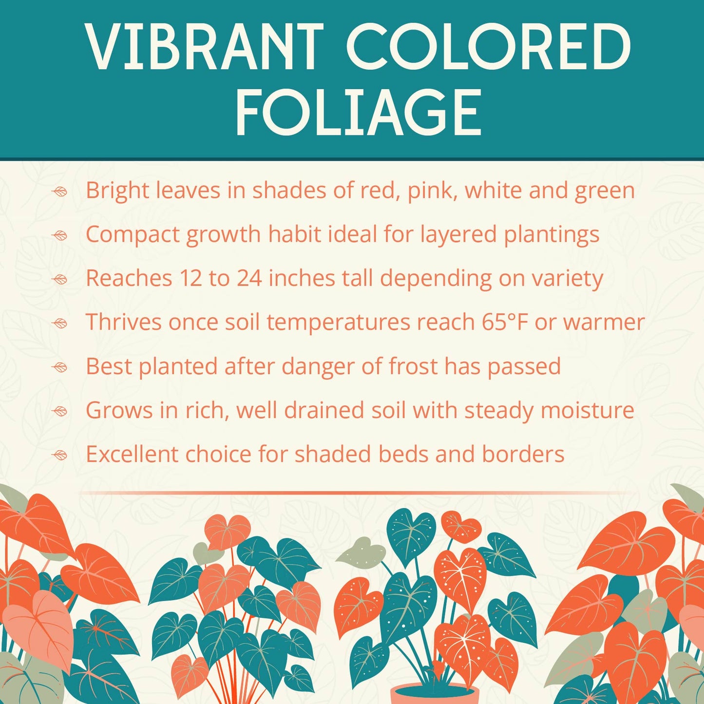 Festiva Caladium Flower Bulbs