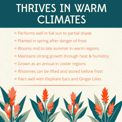 Pink Wonder Selection Curcuma Flower Bulbs