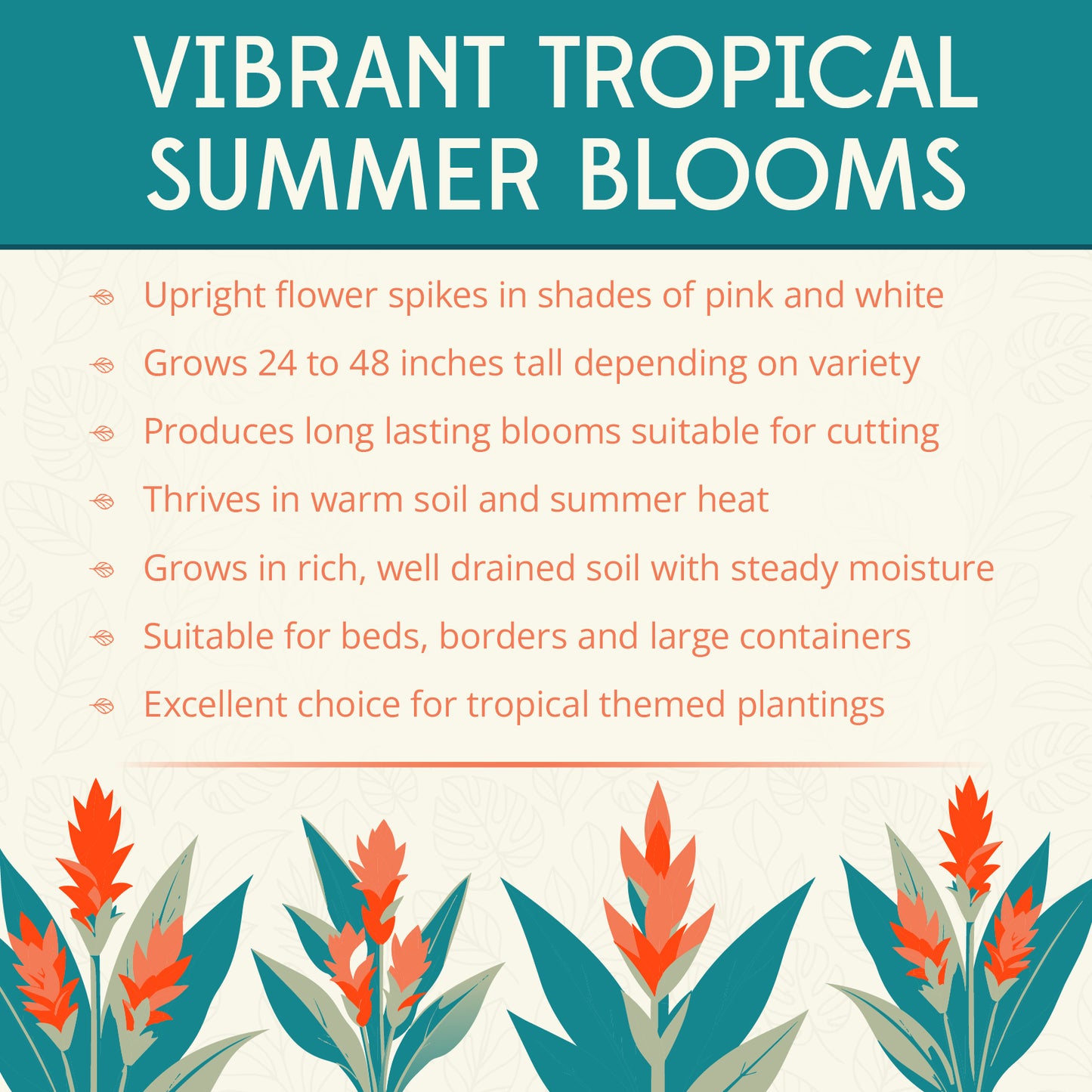 Pink Wonder Selection Curcuma Flower Bulbs