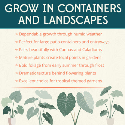 Colocasia Elephant Ear Flower Bulbs