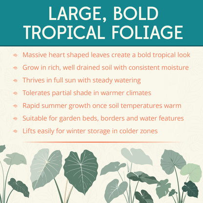 Colocasia Elephant Ear Flower Bulbs