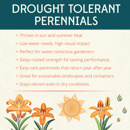 Prairie Blue Eyes Daylily Flower Bulbs