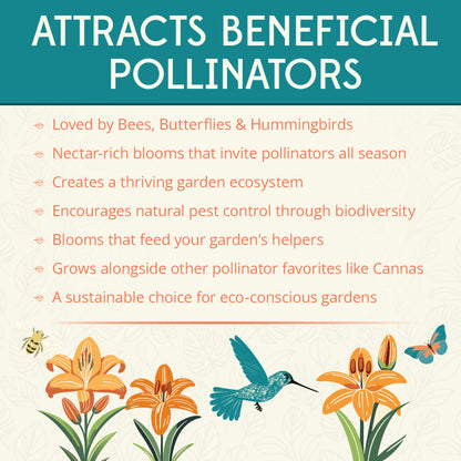 Prairie Blue Eyes Daylily Flower Bulbs