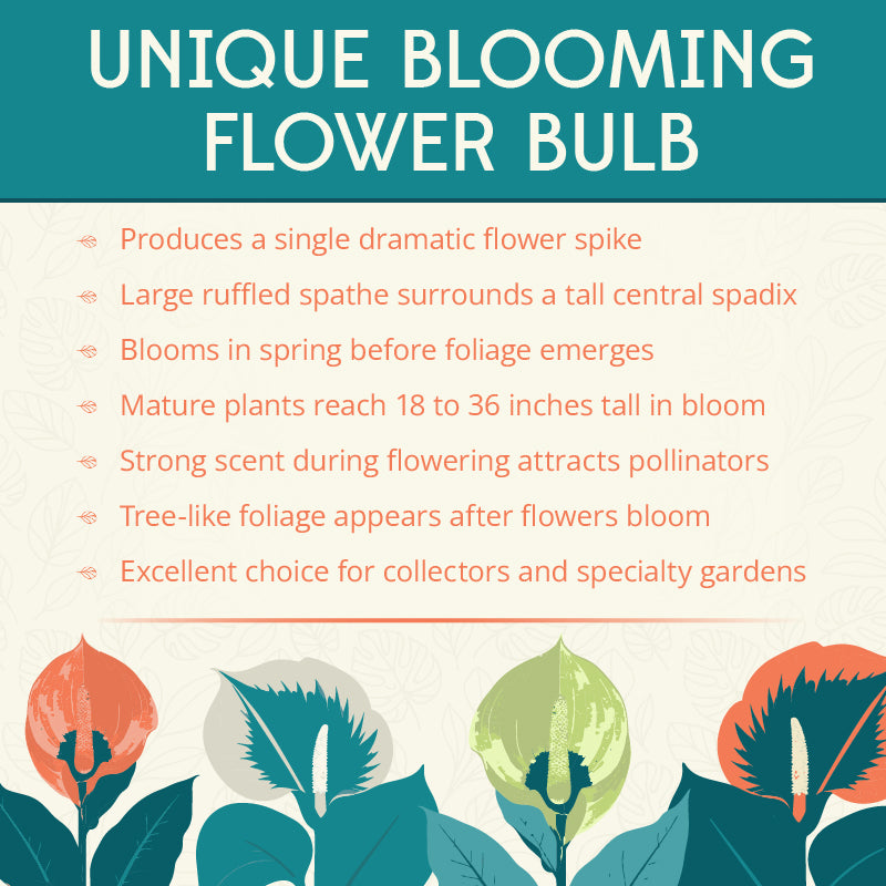 Napalanse Voo Doo Lily Flower Bulbs