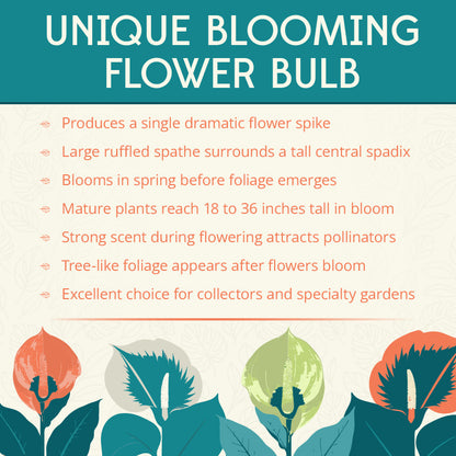 Napalanse Voo Doo Lily Flower Bulbs