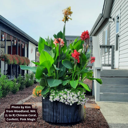 Pink Magic Canna Flower Bulbs