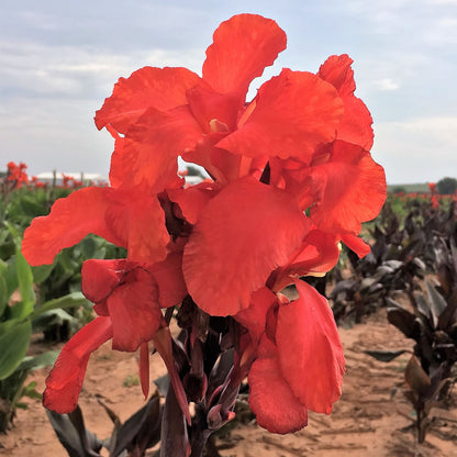 Australia Canna Plant