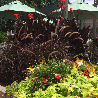 Australia Canna Plant