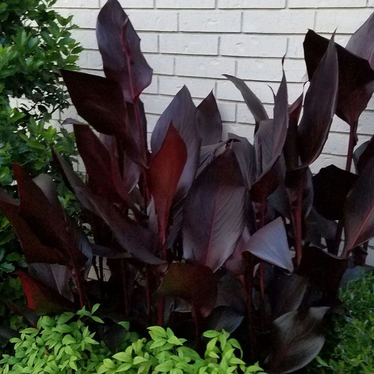 Australia Canna Plant